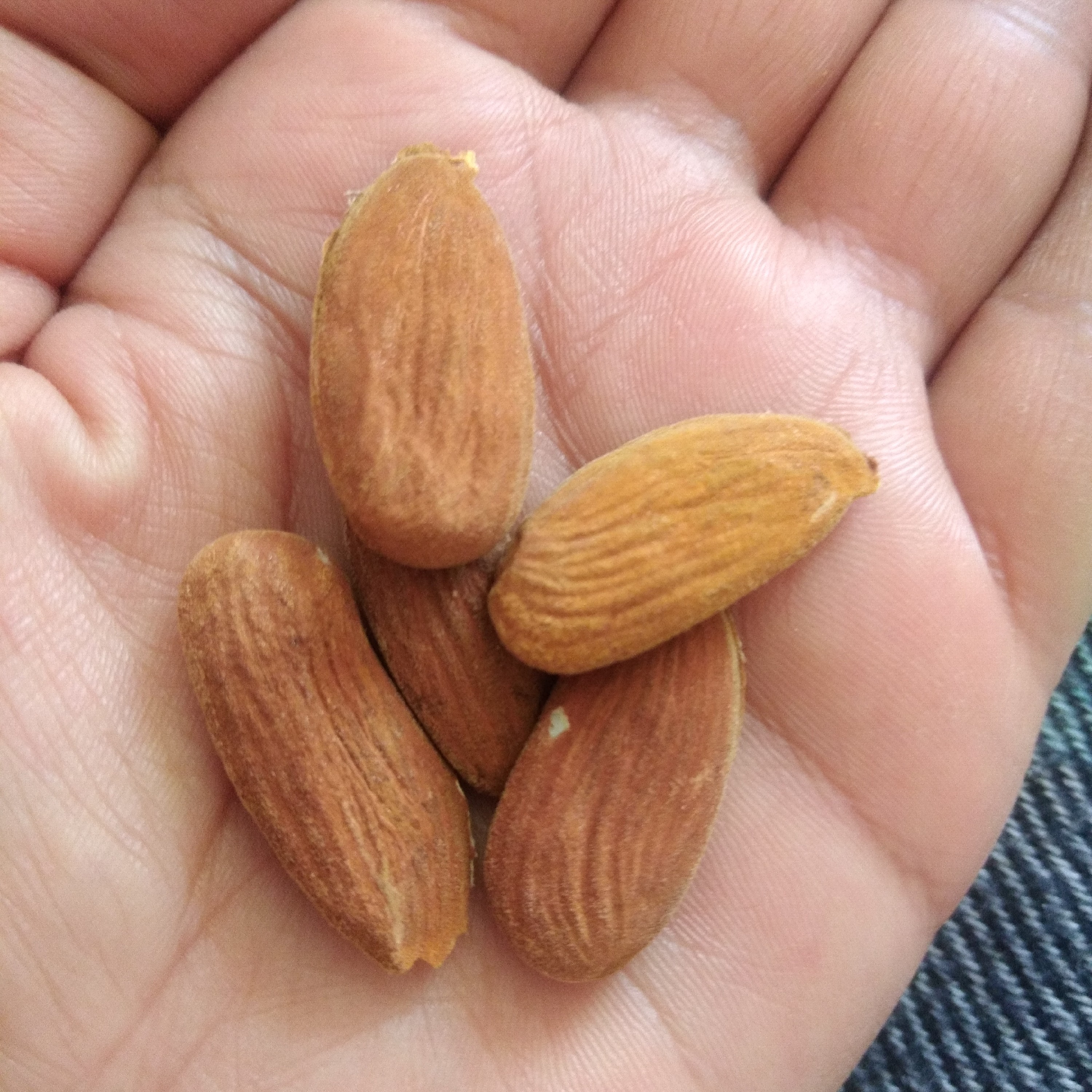 مغز بادام سنگی اورگانیک خوش طعم و خوشمزه