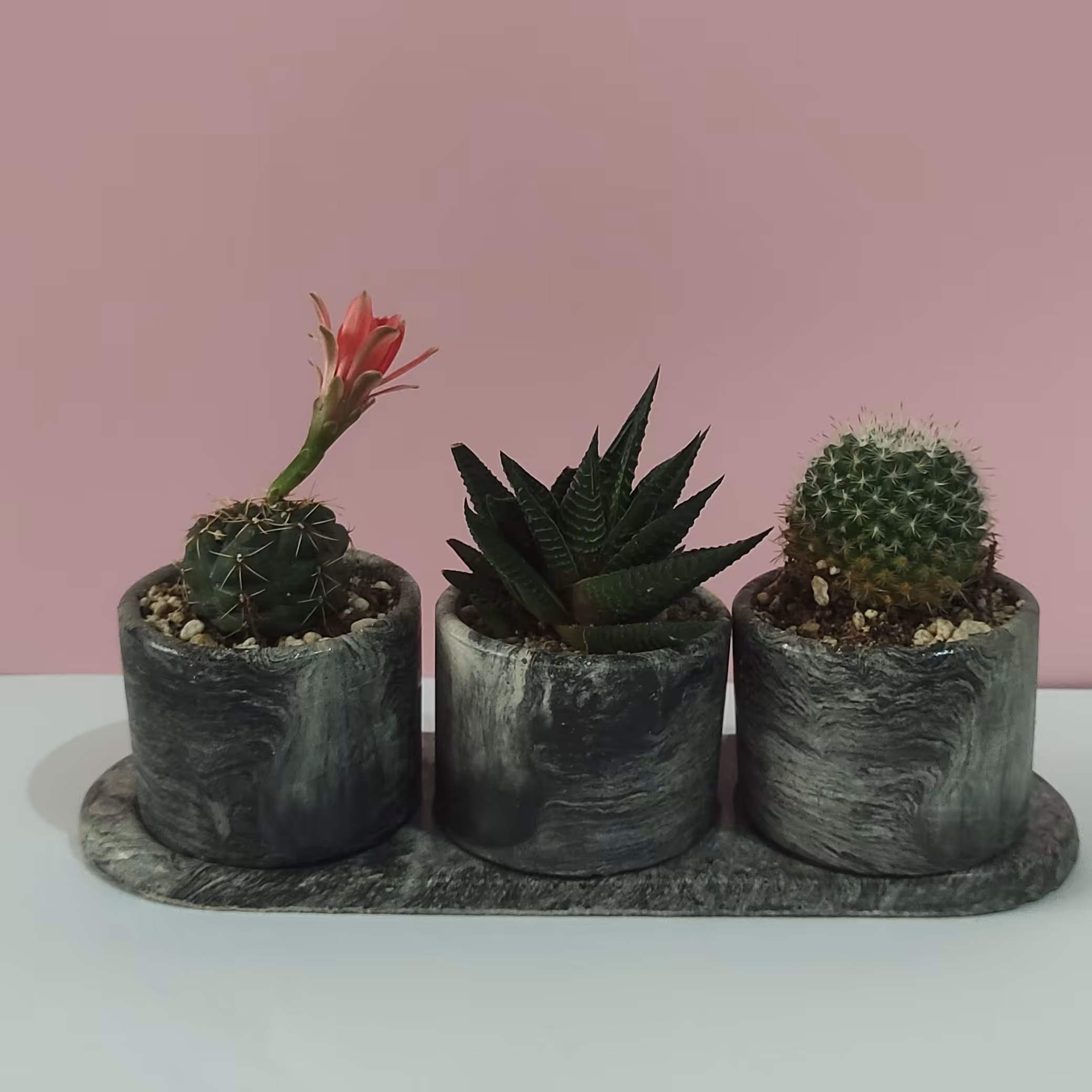 ست گلدان کاکتوس(استوانه)