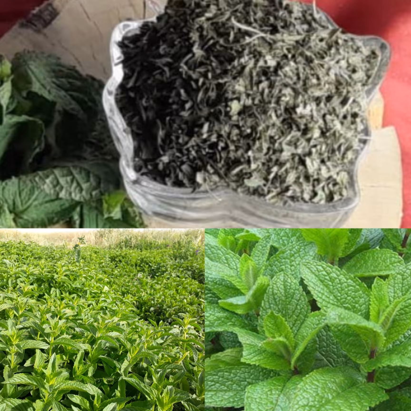 نعنا خشک بسیار خوش عطر نیشابوری بسته 200 گرمی 