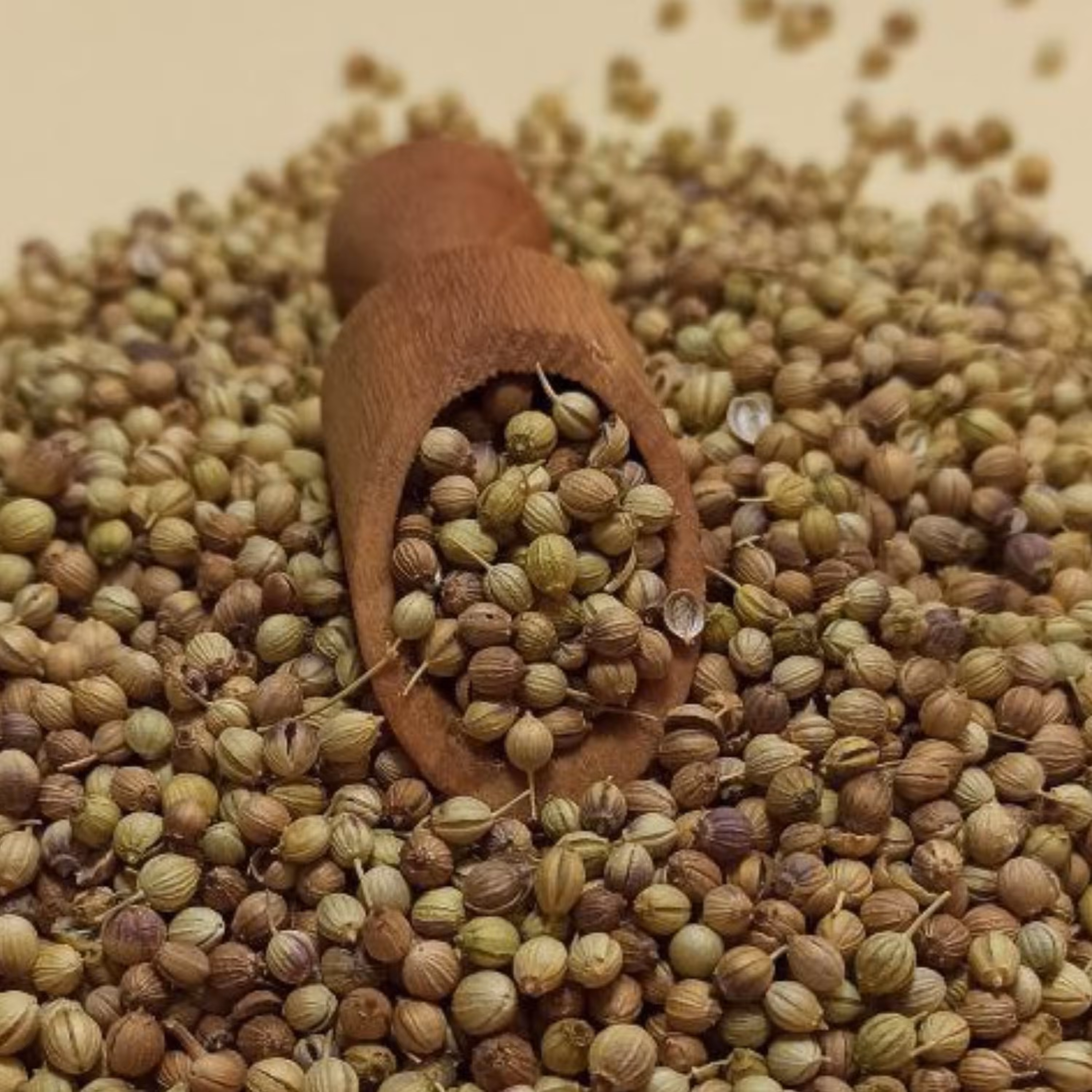 تخم گشنیز  100 گرمی (دانه تمیز پاک شده)