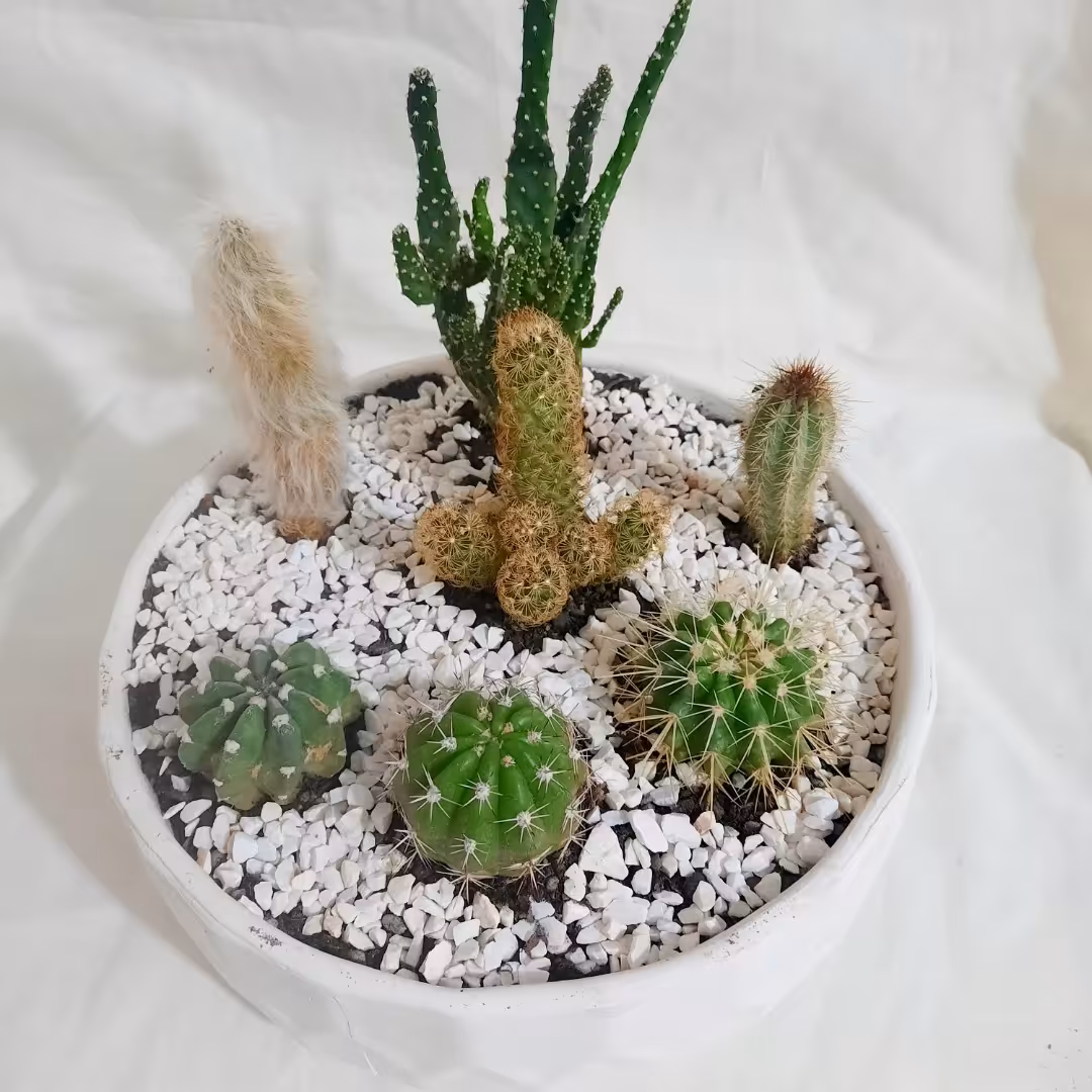 دیش گاردن 7 گیاه کاکتوس با گلدان سرامیکی