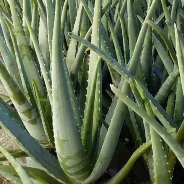 برگ آلوئه ورا  2 برگ بزرگ