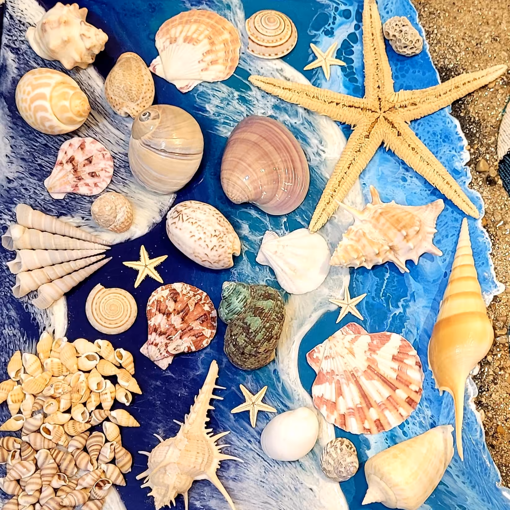 پک صدف متنوع (مناسب دیزاین و هدیه  )