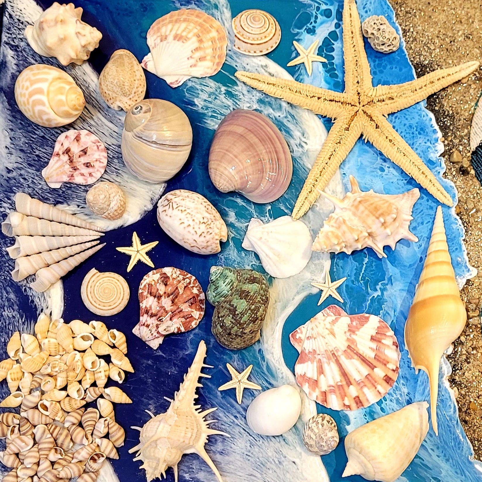 پک صدف متنوع (مناسب دیزاین و هدیه  )