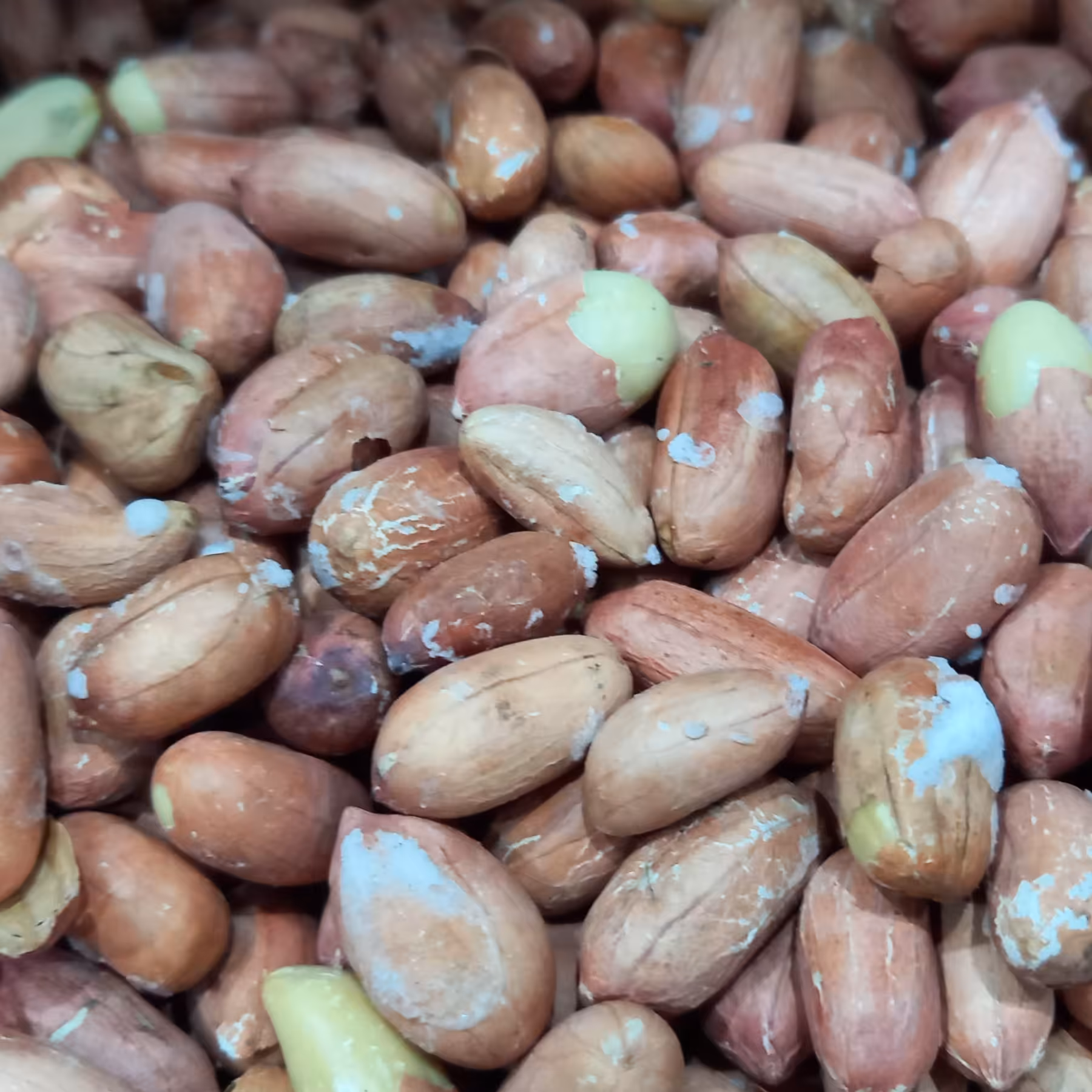 مغز بادام زمینی آستانه