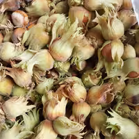 فروش ویژه فندق اعلا دوپوست تازه و پرمغز دیلمانا