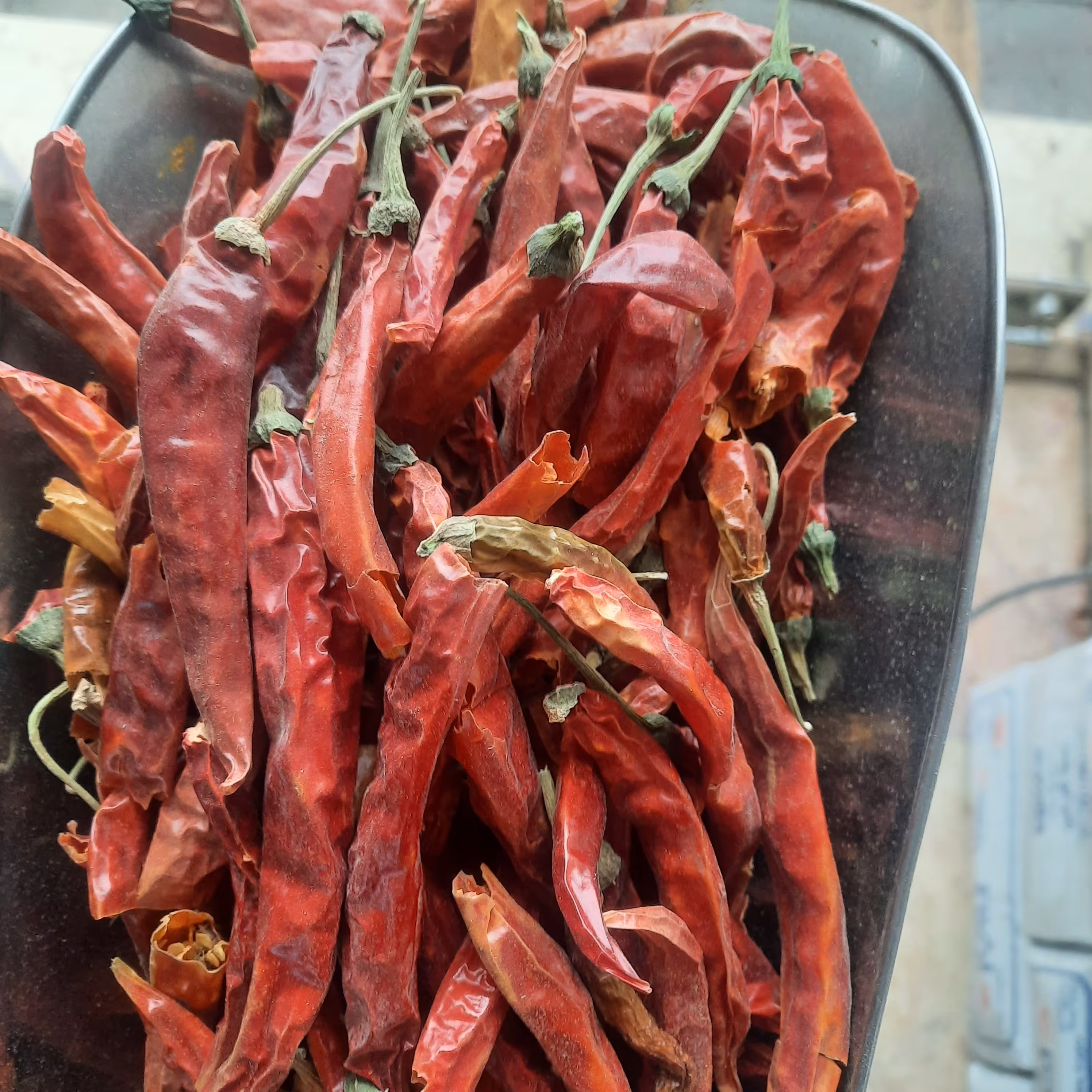 فلفل شاخ بزی 