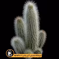 بذر کاکتوس Cleistocactus Senilis