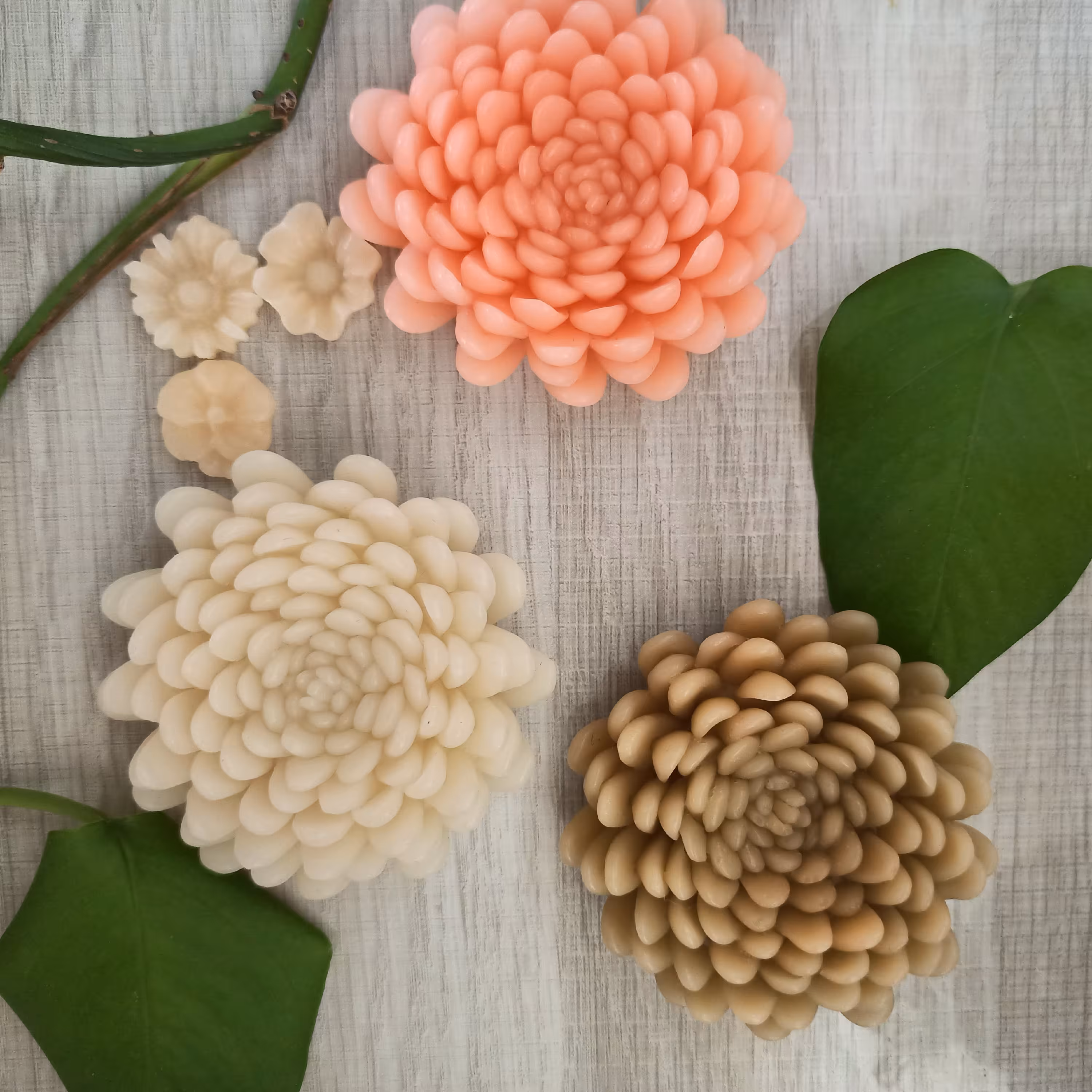 شمع گل داوودی