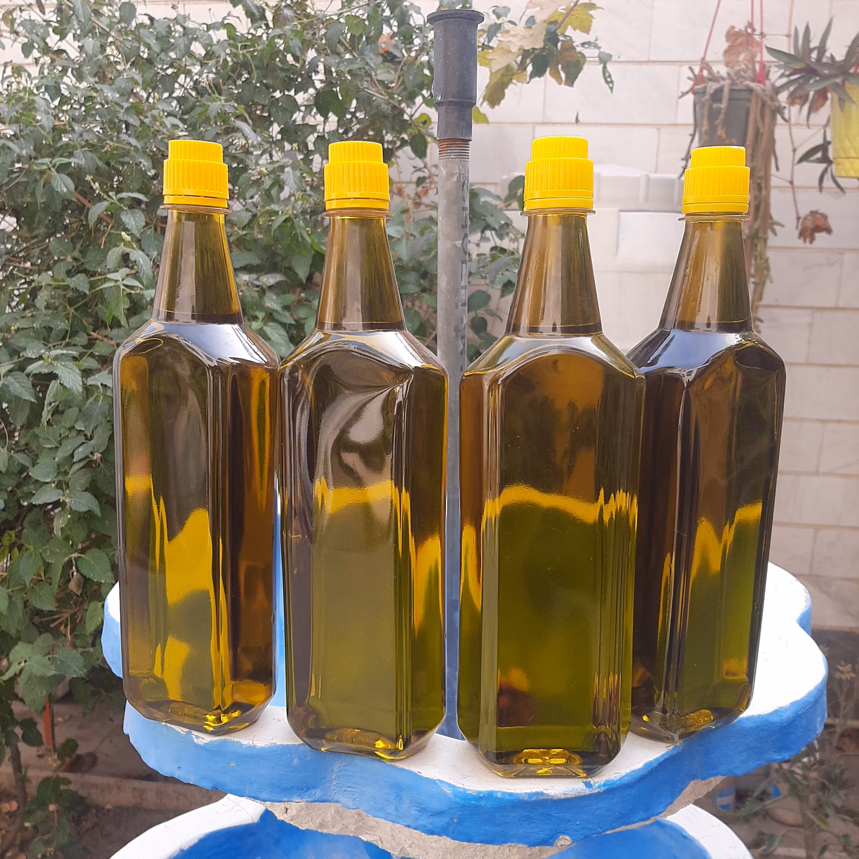 روغن زیتون بکر بی بو کیفیت خوب (900گرم)