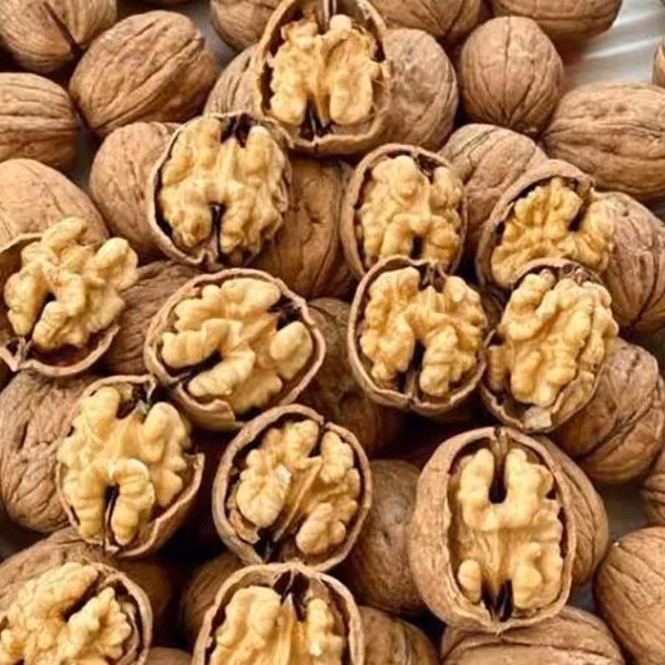 گردو پوست کاغذی درجه یک سردسیر محلی کوه های زاگرس