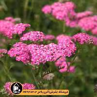 بذر بومادران زینتی Cerise Queen