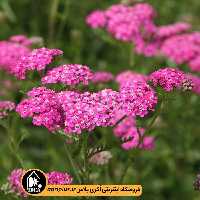 بذر بومادران زینتی Cerise Queen