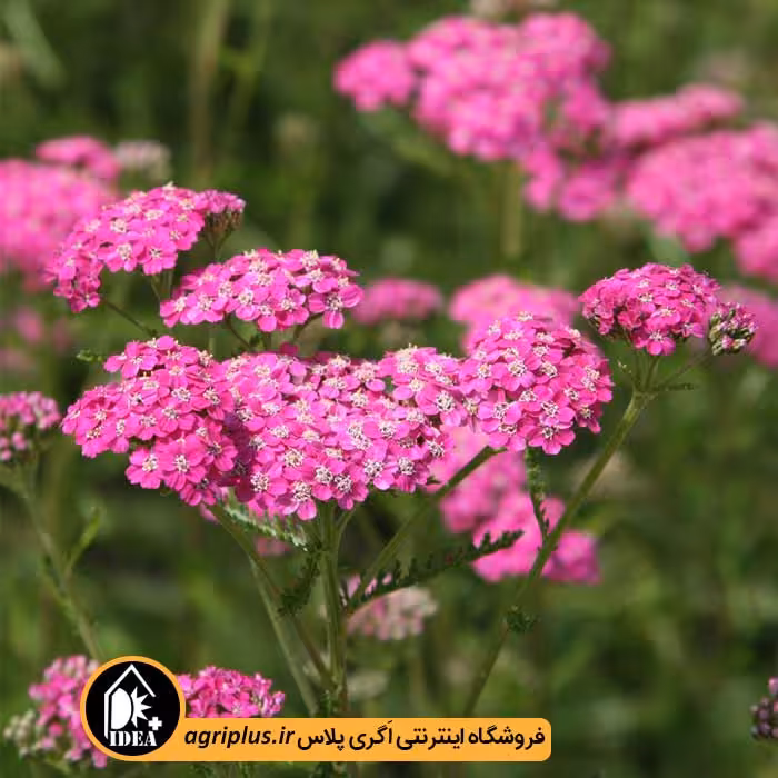 بذر بومادران زینتی Cerise Queen