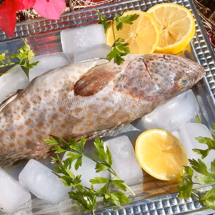 ماهی هامور تازه صید روز لیان بوشهر