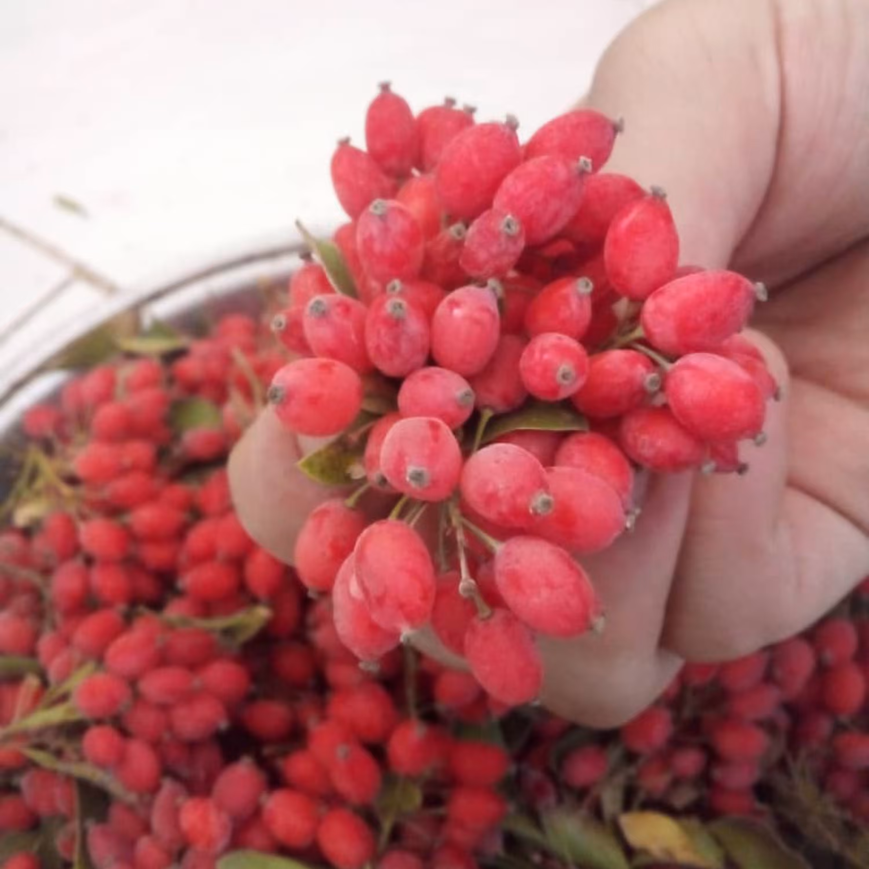 زرشک تازه تازه با شاخه پنج کیلویی