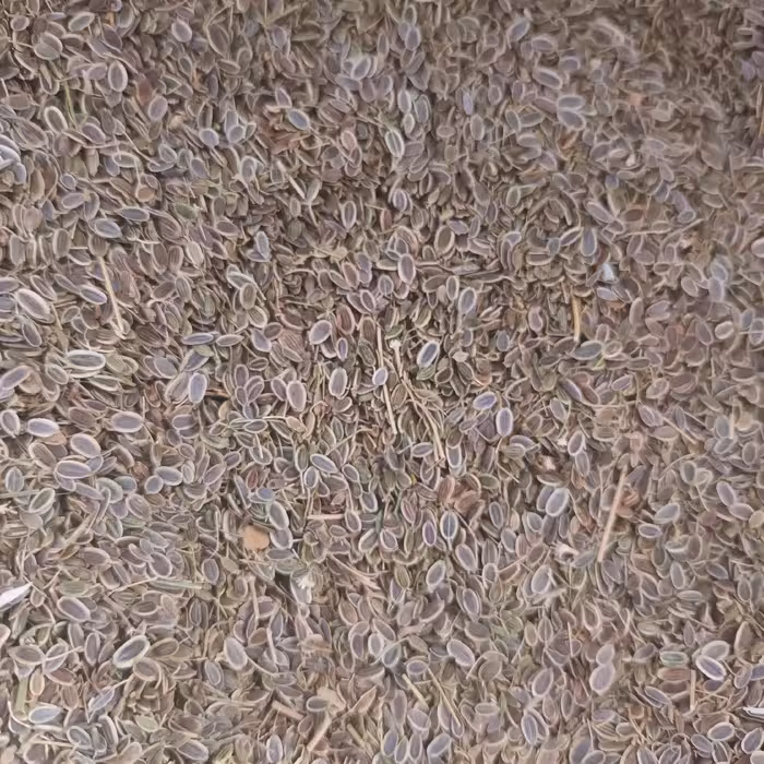 تخم شوید محلی