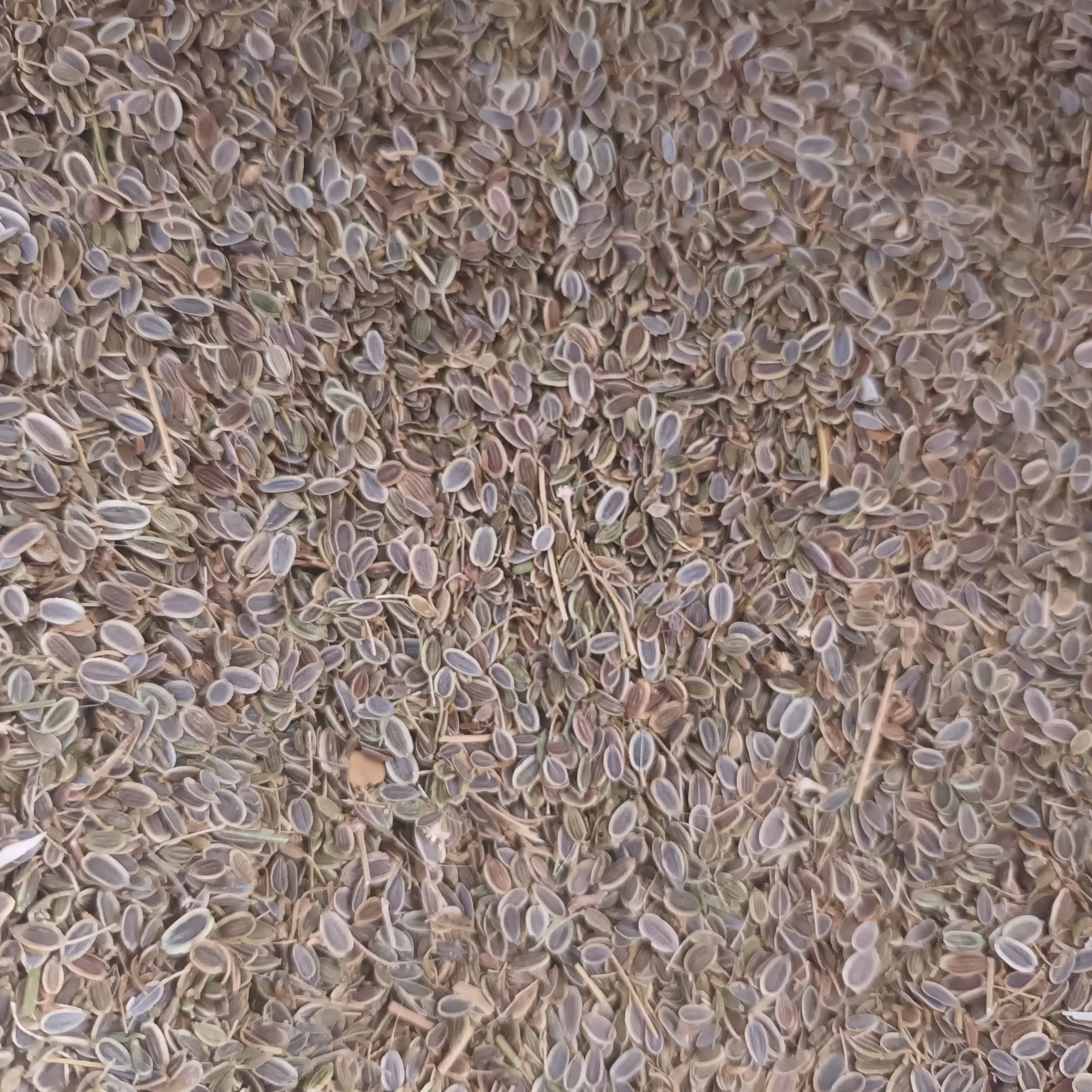 تخم شوید محلی