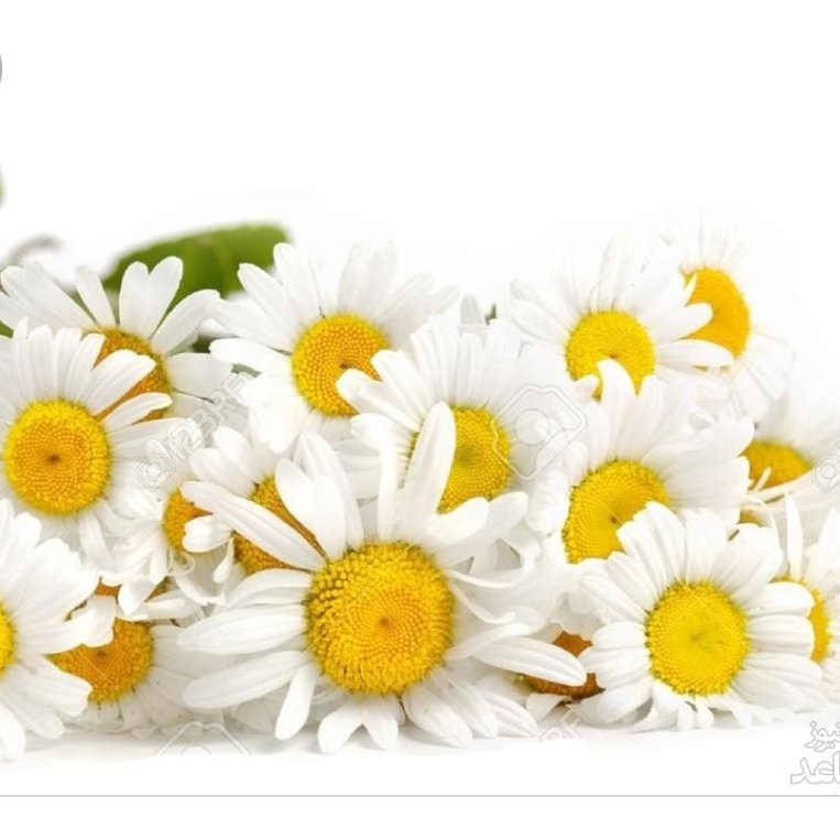 بابونه آلمانی (کامومیل) 50 گرمی