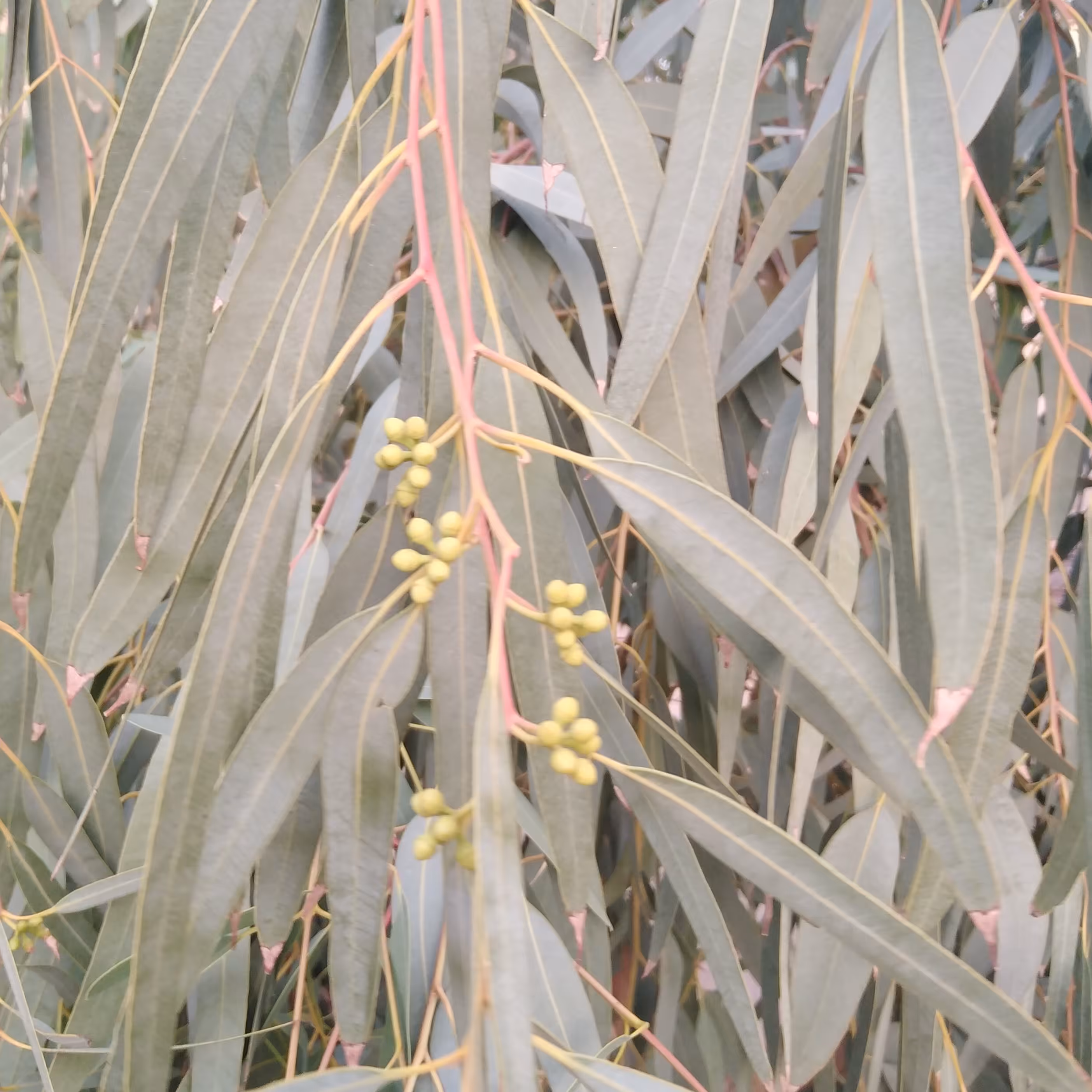 برگ اکالیپتوس یا بید مجنون 50گرمی معطر و تازه خشک شده 