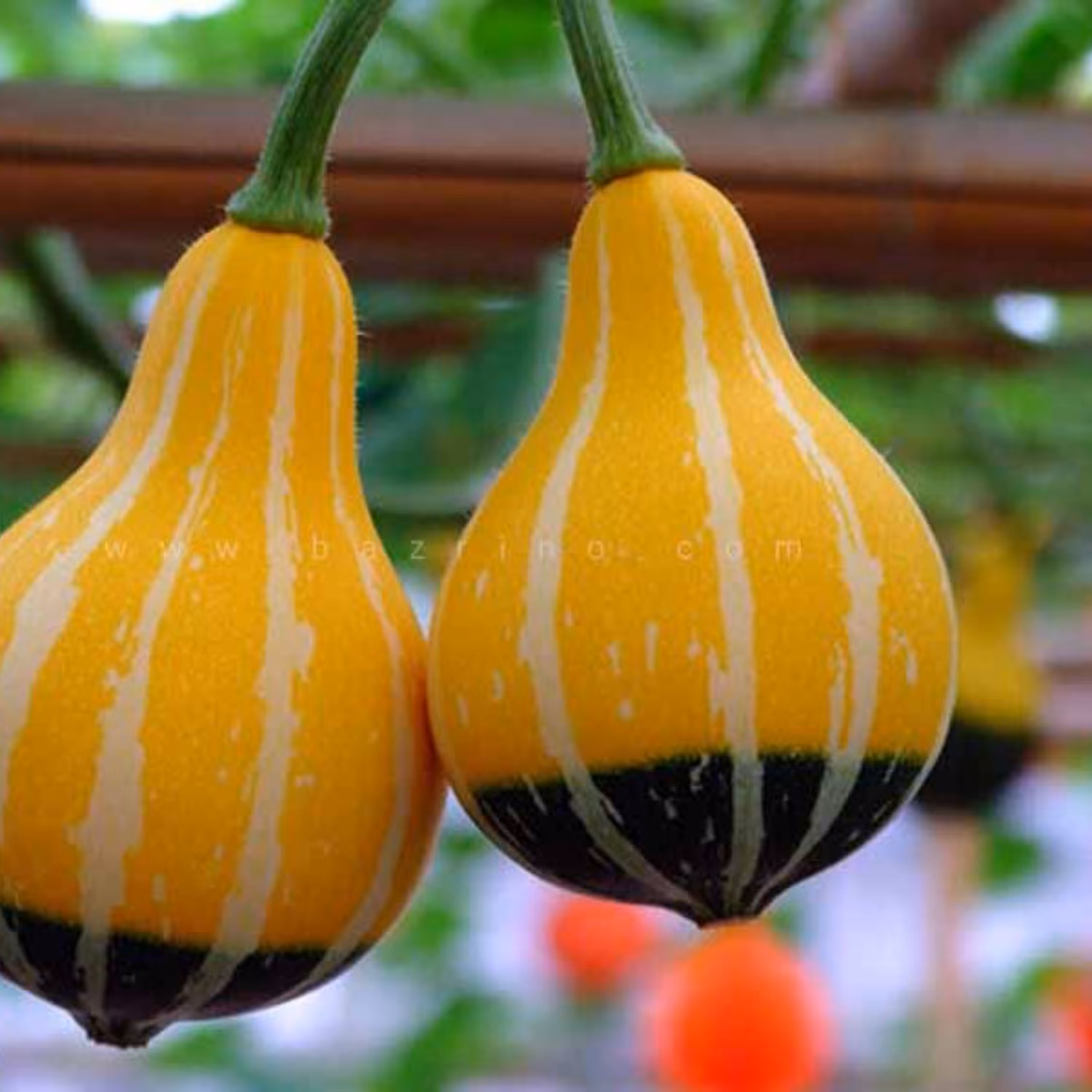بذر کدو تنبل گلابی زرد 5 عددی