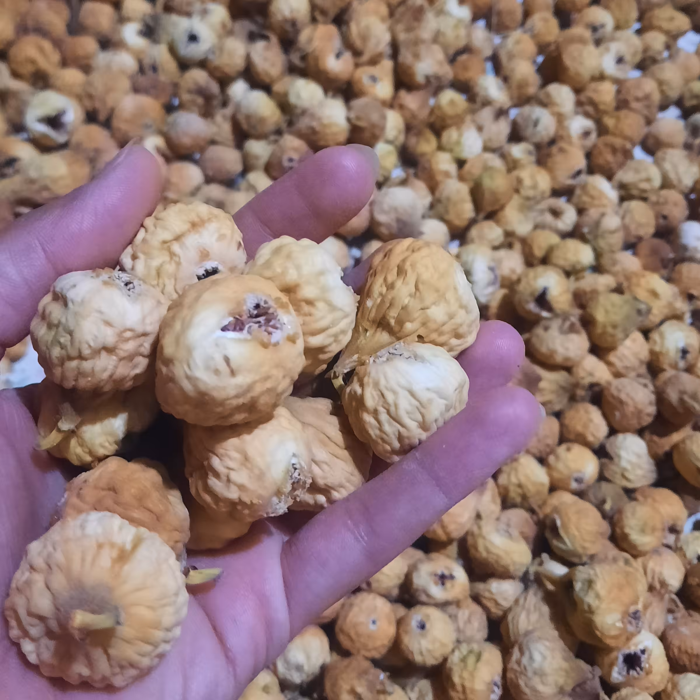 انجیر  نوبرانه استهبان برداشت  جدید زرد و درشت  با طعم عالی 