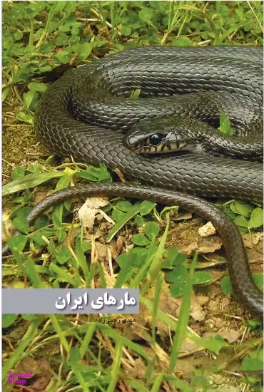 مارهای ایران
