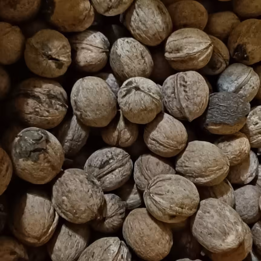 گردوی ایرانی