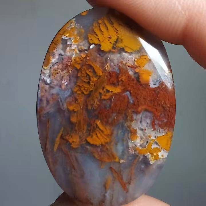 انواع شجر های زیبا