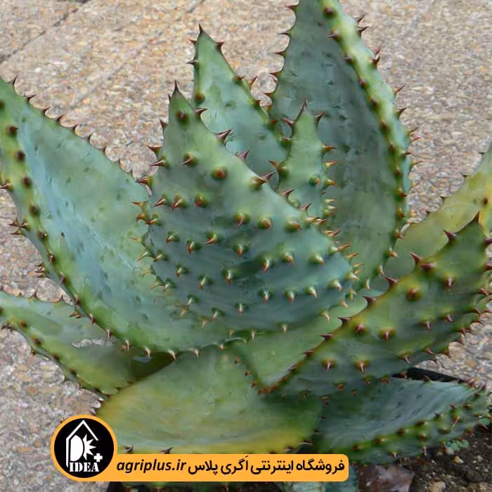 بذر کاکتوس Aloe Marlotti