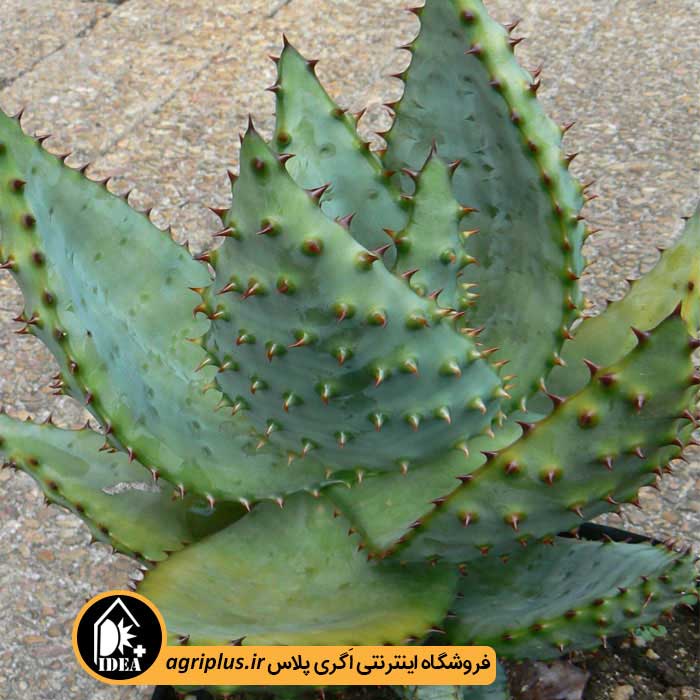 بذر کاکتوس Aloe Marlotti