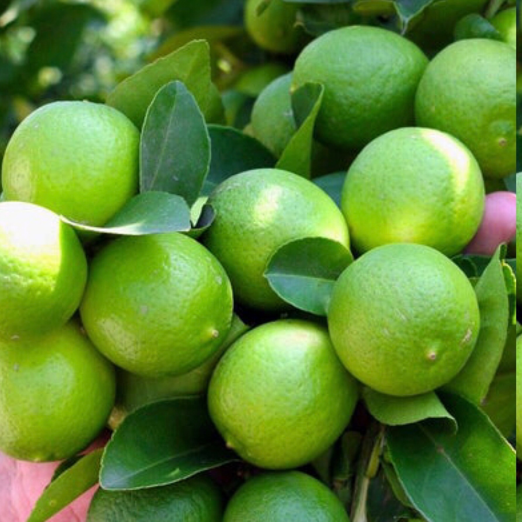 نهال لیمو خوشه ای