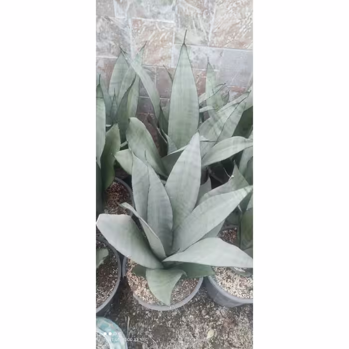 سانسوریا مهتابی گلدان سرامیکی_ ارسال با باربری_ پس کرایه