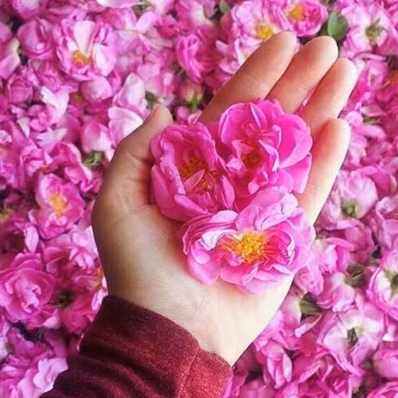 گلاب درجه یک کاملا ارگانیک ، وزن:500گرمی، بسیار خوش بو، 