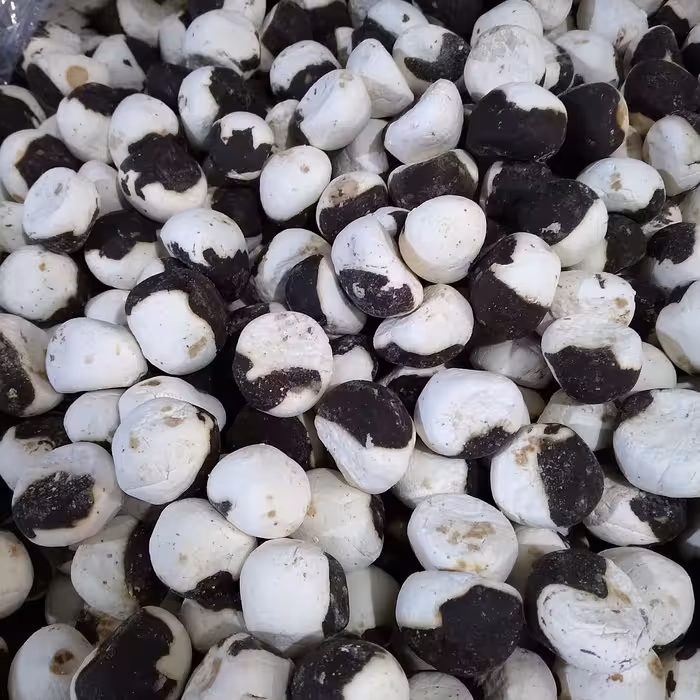 کشک قره قروتی تنقلاتی (نیم کیلو) دارای سیب سلامت قارا قره قوروت