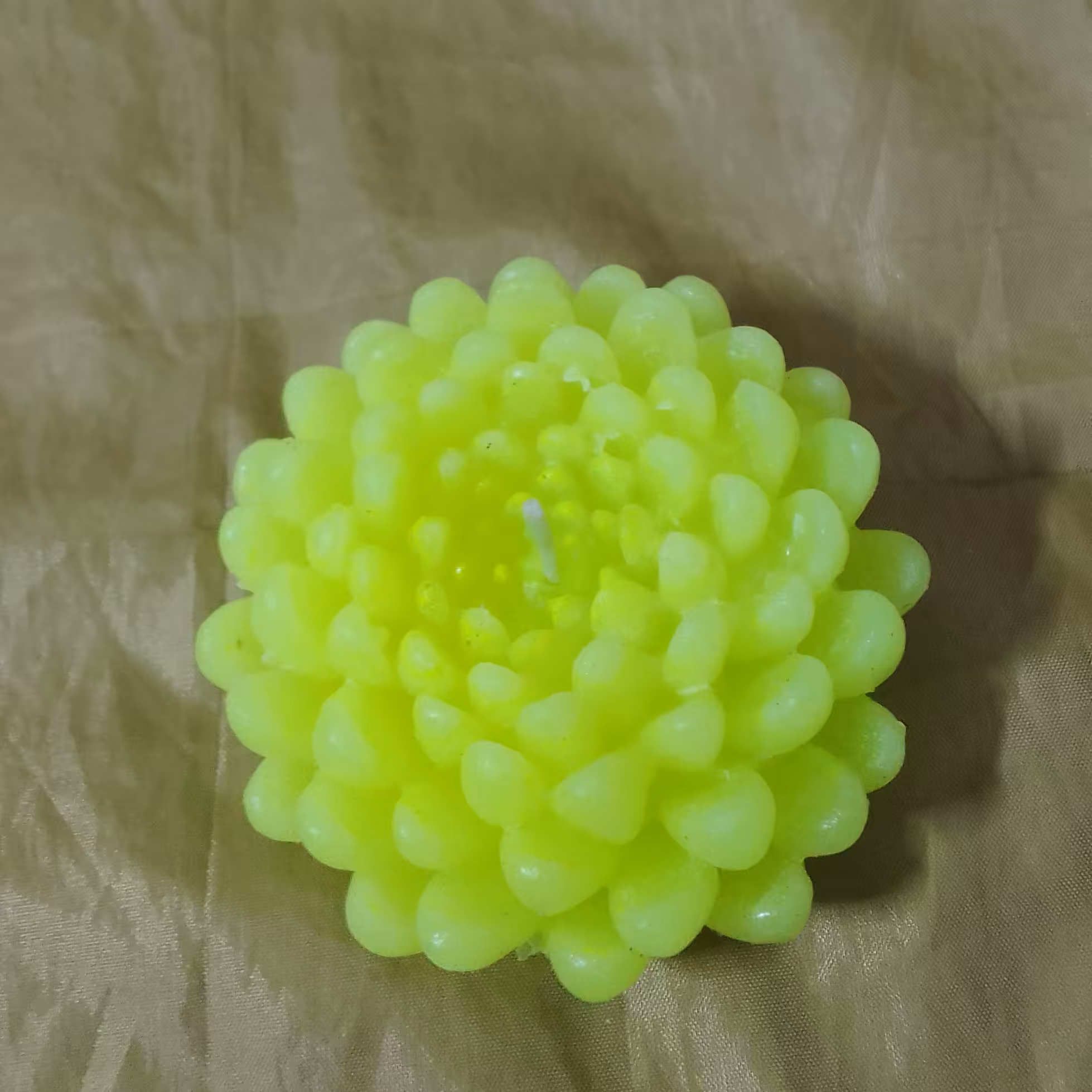 شمع  داوودی