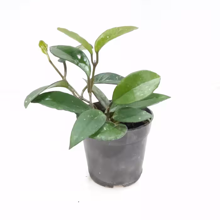 گل هویا گلدان سطل 10