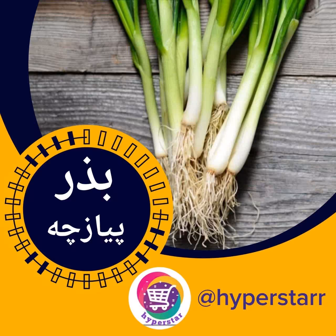 بذر پیازچه 