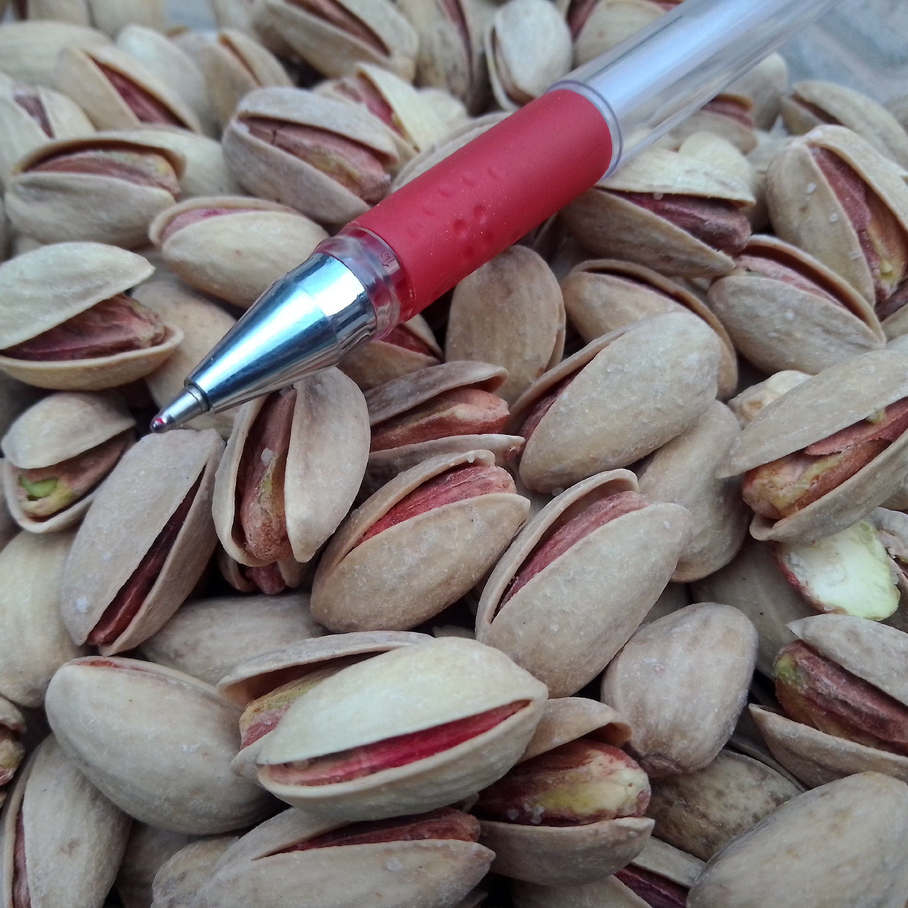 پسته اکبری(خام و نمکی موجود است) دستچین تمام خندان درشت تازه و امسالی 1000گرم خالص
