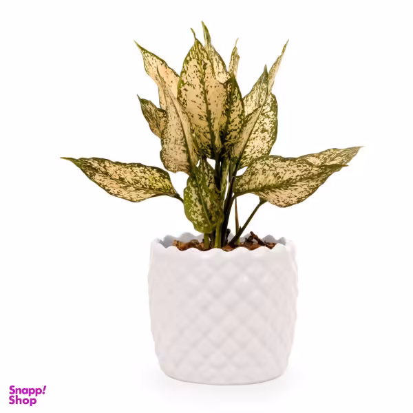 گلدان آگلونما ابلق گلیتال مدل GTL125