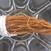 فروش ریشه جنسینگ قرمز(10 گرم)