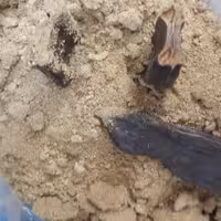 عطاری ناباروری پودر میوه خرنوب  +  شیره خرنوب 