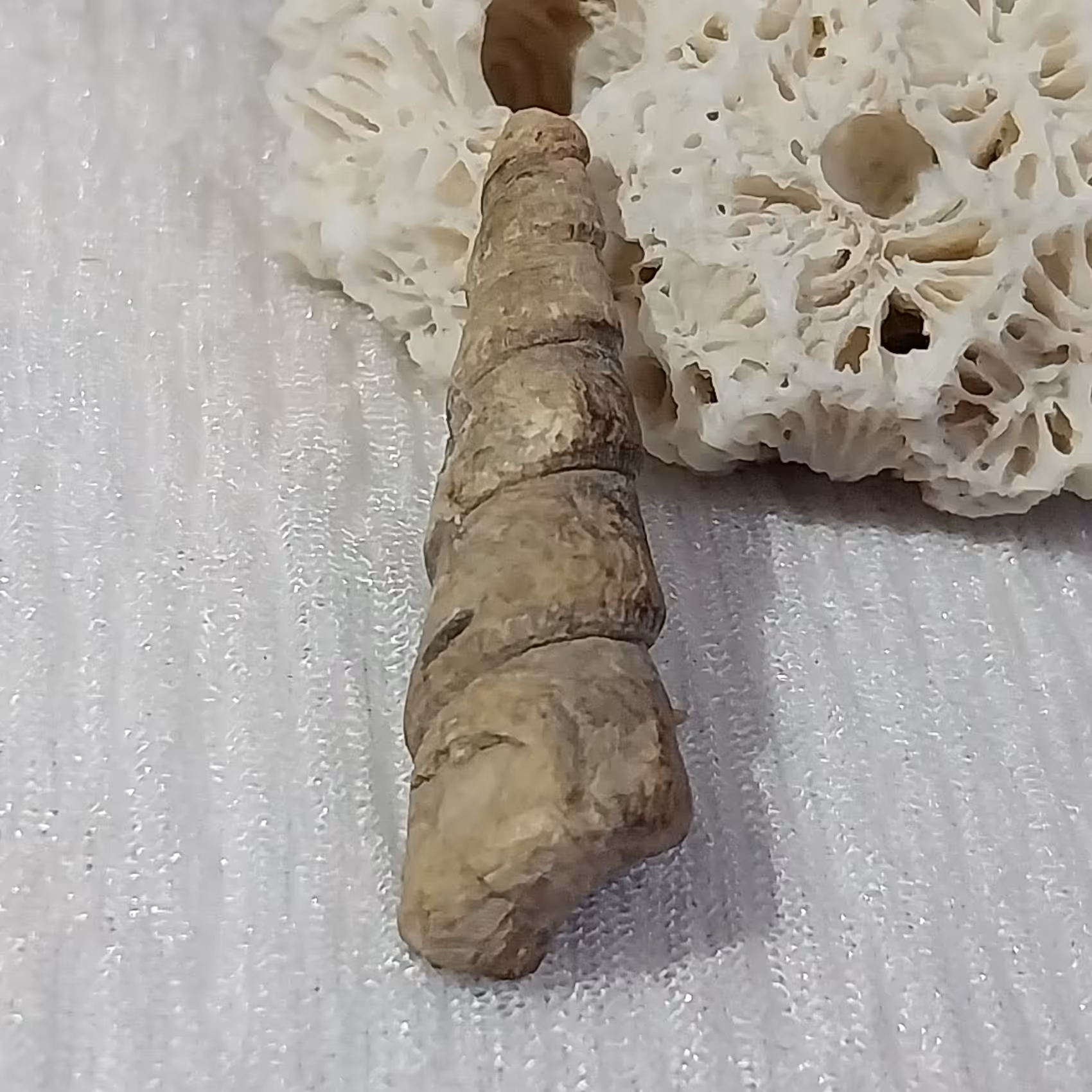 عرج الجبل اصل و کمیاب وناب