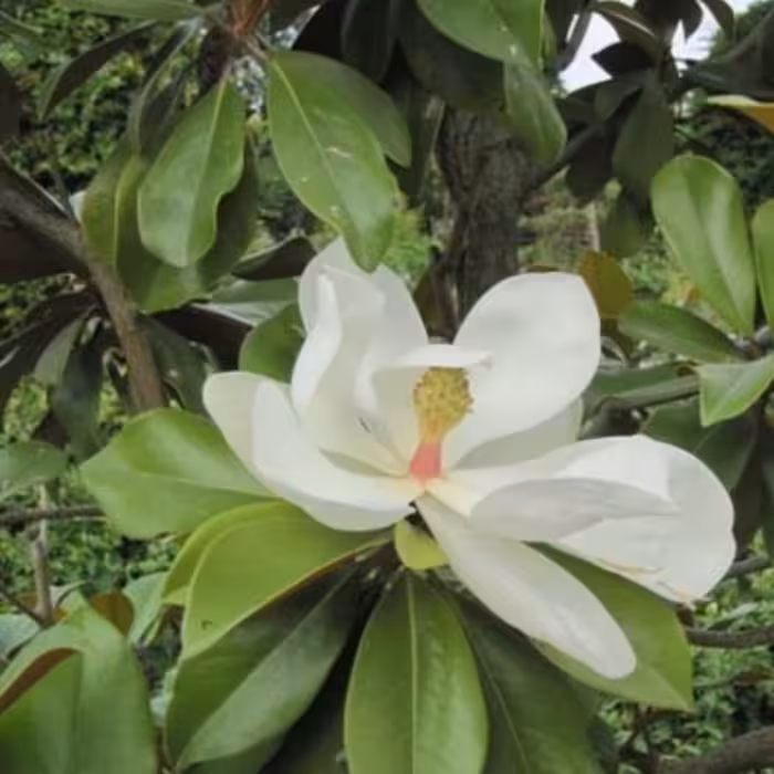 نهال  ماگلونیا سفید معطر همیشه سبز (سایز بزرگ )