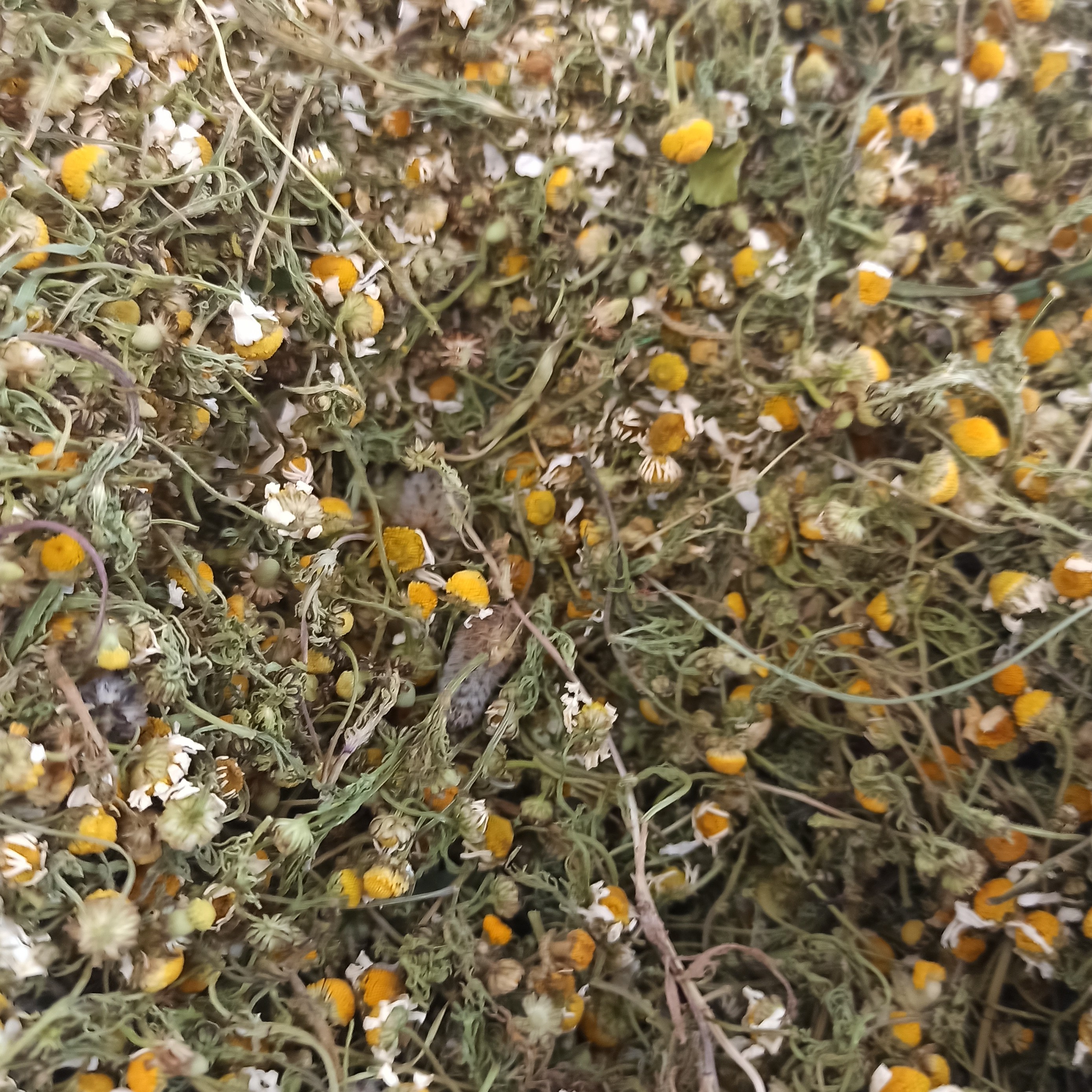 بابونه شیرازی