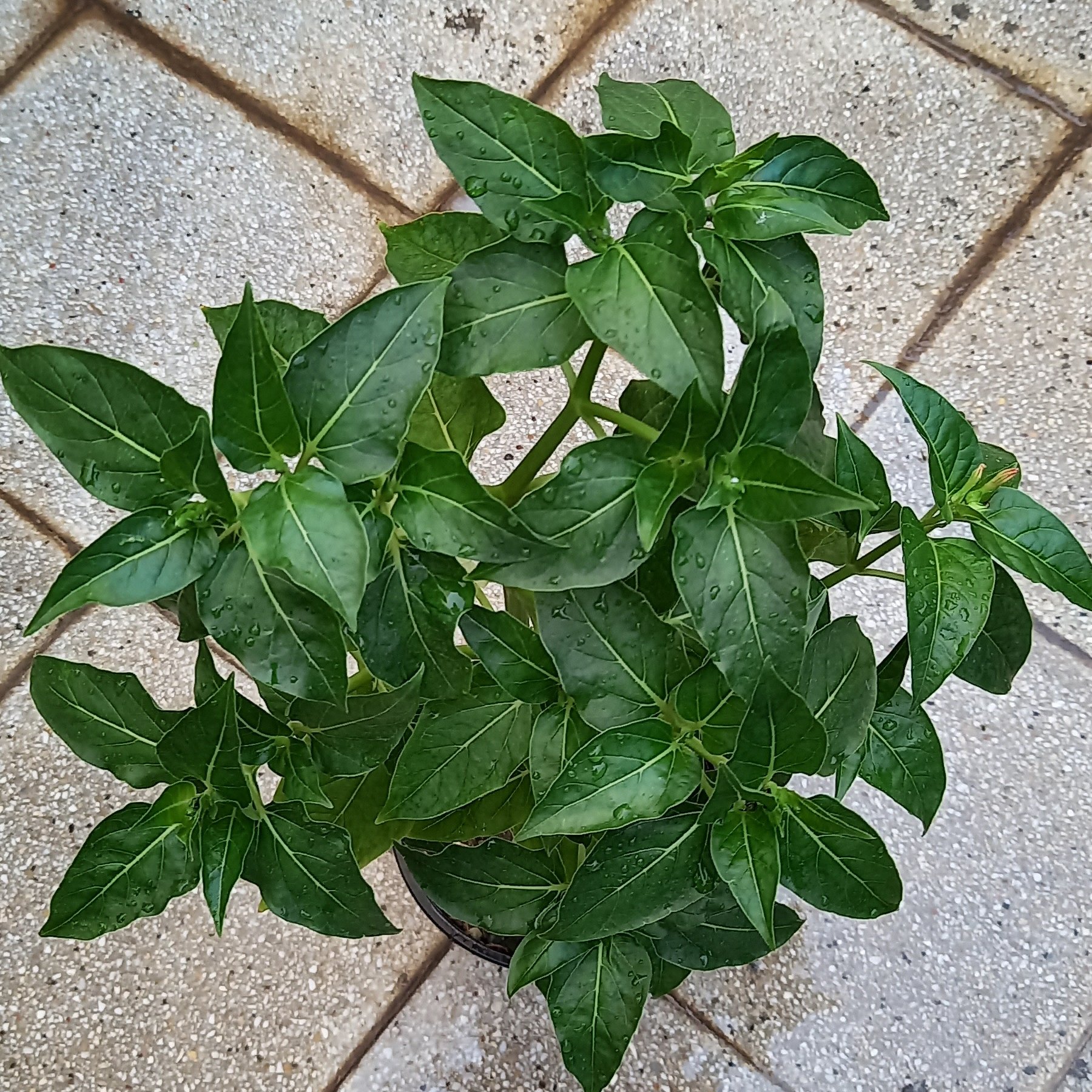 لاله عباسی