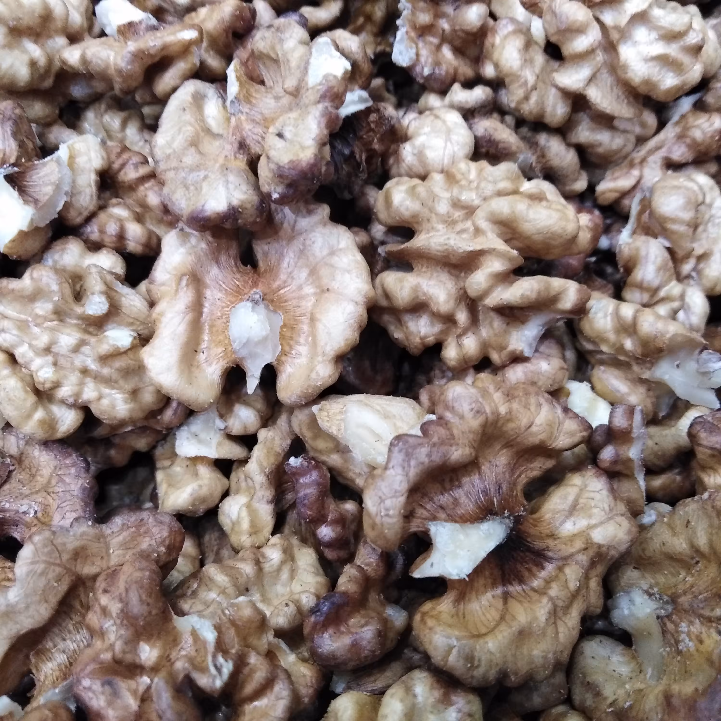 مغز گردو قهوه ای محلی ایرانی درجه 1