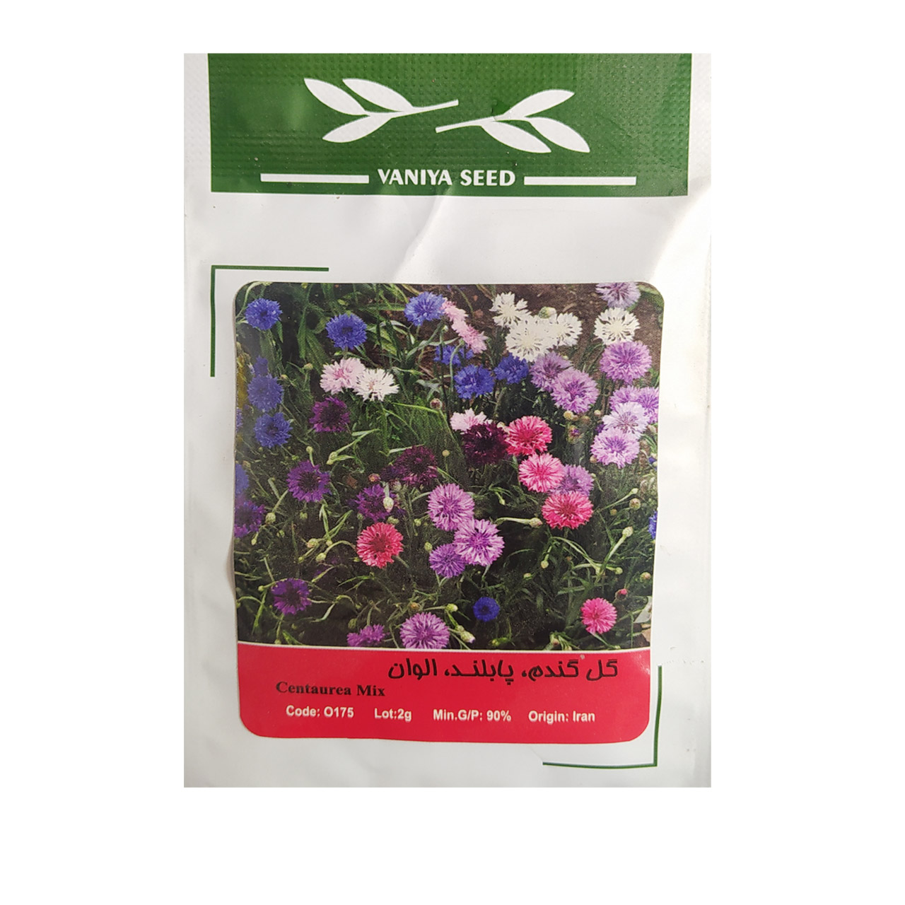 بذر گل گندم پابلند الوان