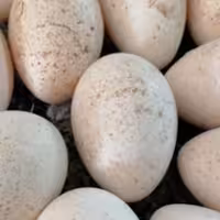 تخم بوقلمون محلی بطور عمده و خرد