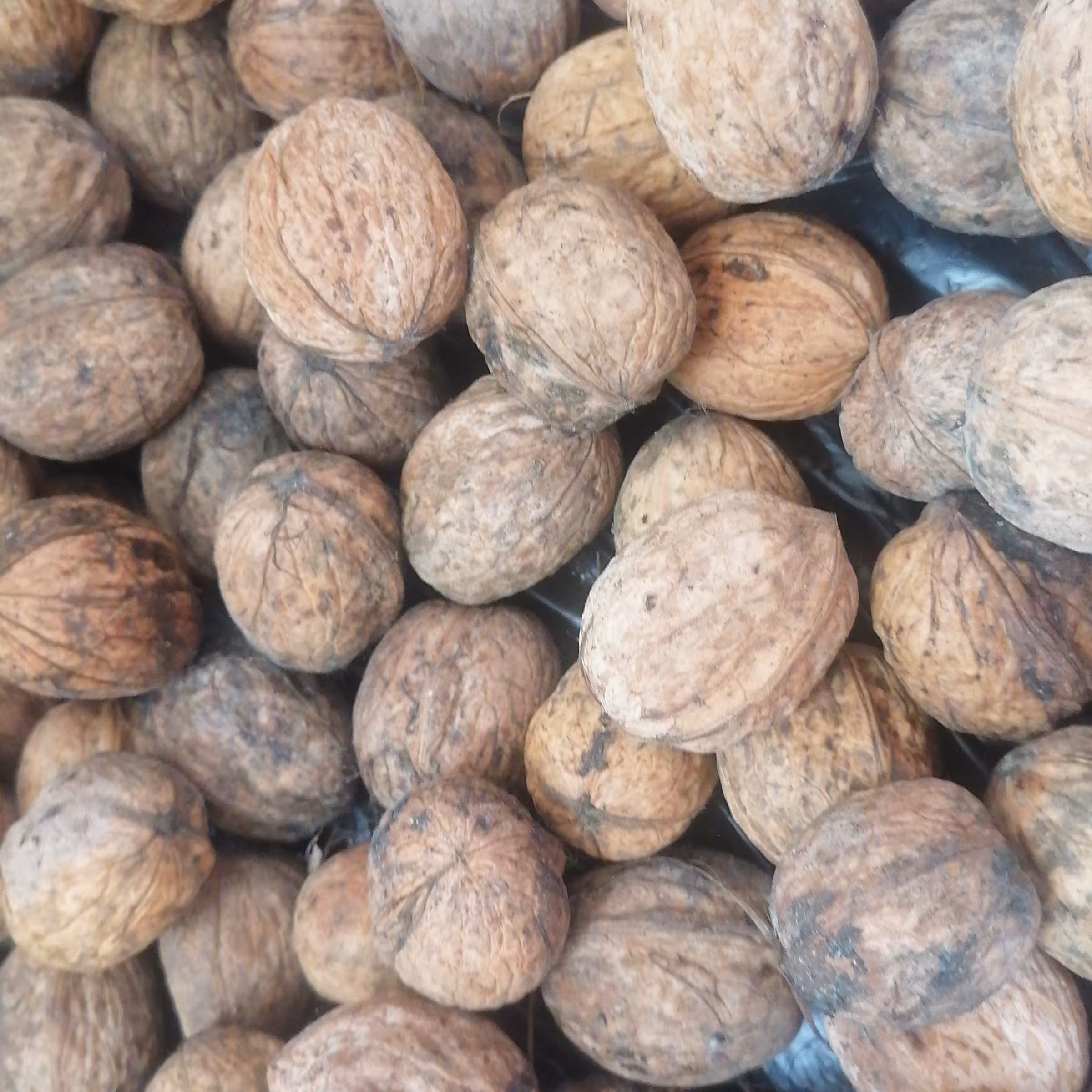 گردو پوست کاغذی